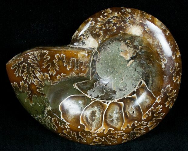 Wide Polished Ammonite Dish #7019